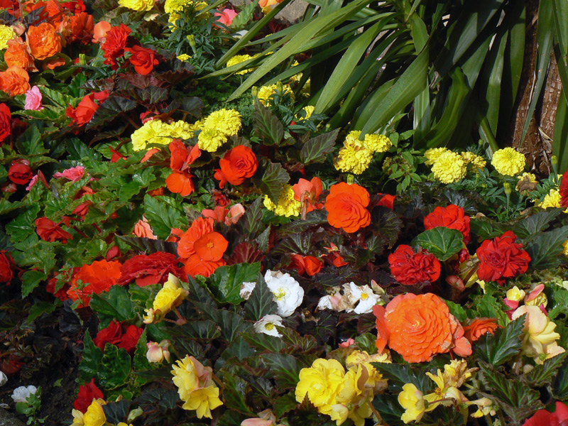 Bégonia géant double 'Orange' , 'Rouge', etc.