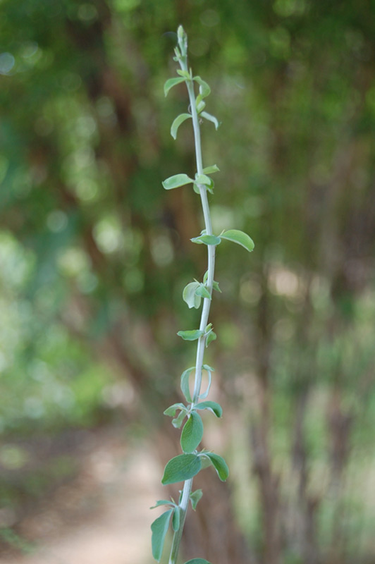 Berberis dictyophylla