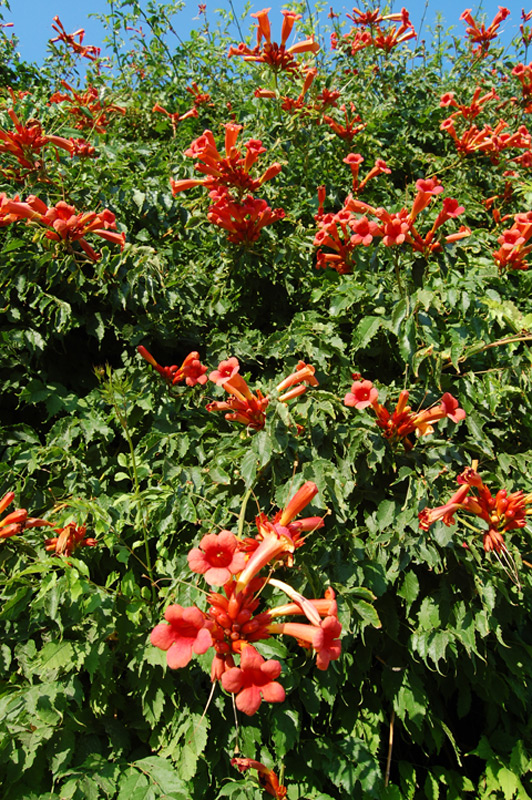 Bignone 'Indian Summer'