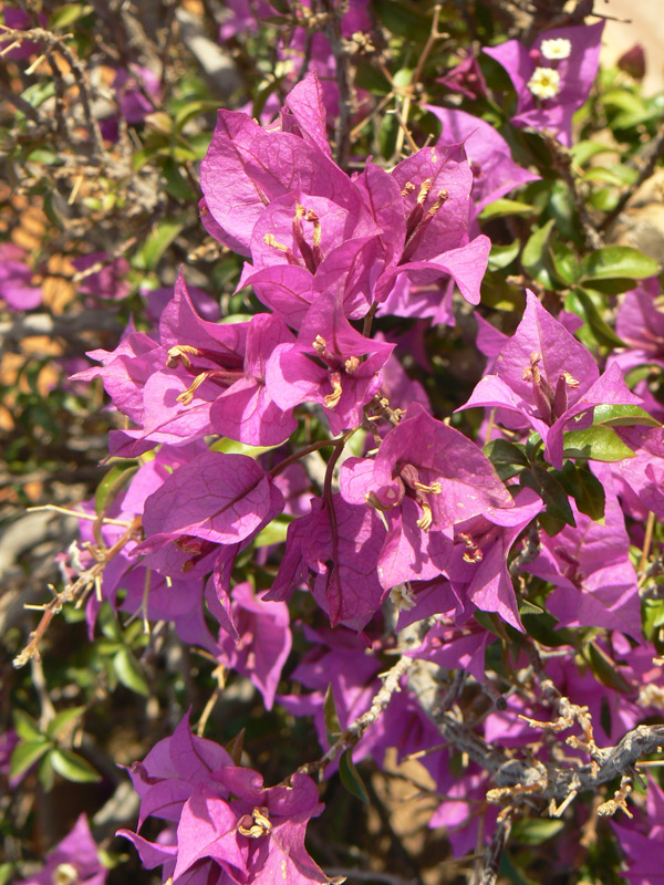 Bougainvillier violet
