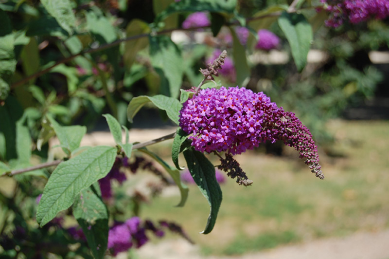 Buddleja à feuilles de sauge