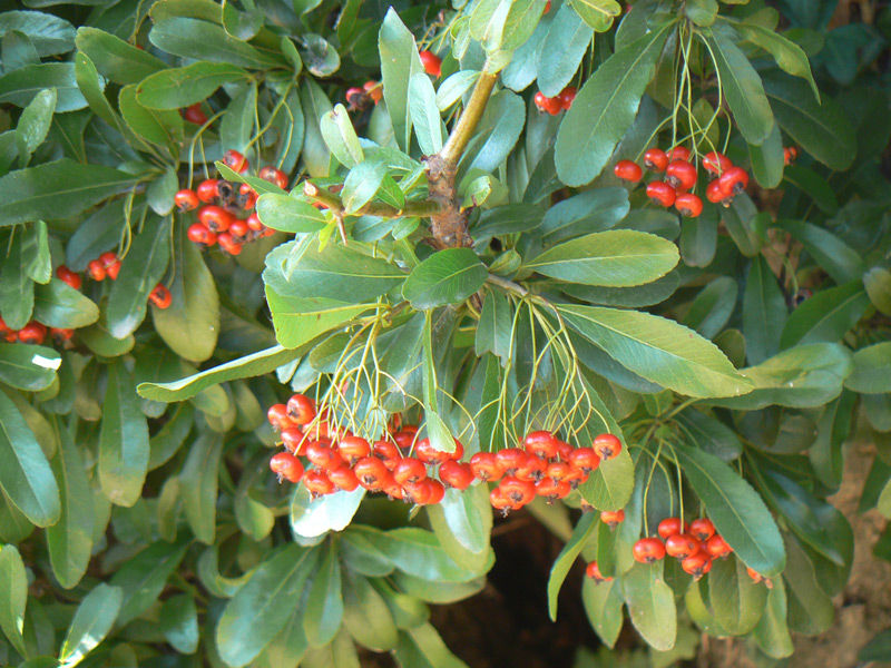 Buisson ardent 'Red Column'