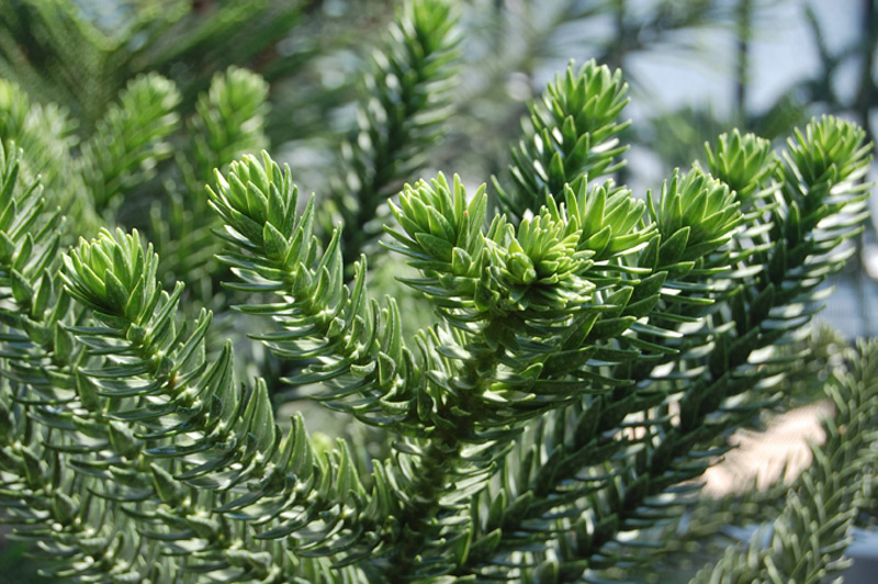 Araucaria de Rule, Pin colonnaire