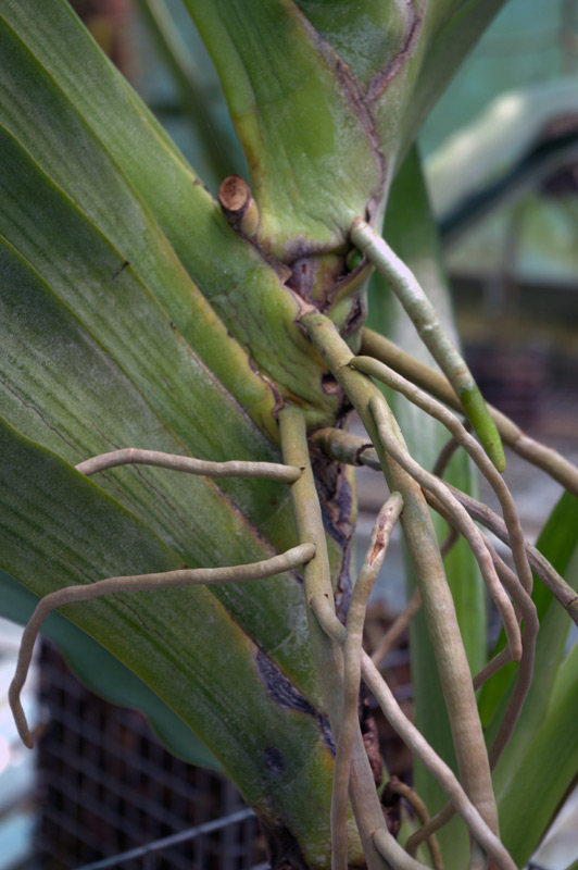 Angraecum superbum