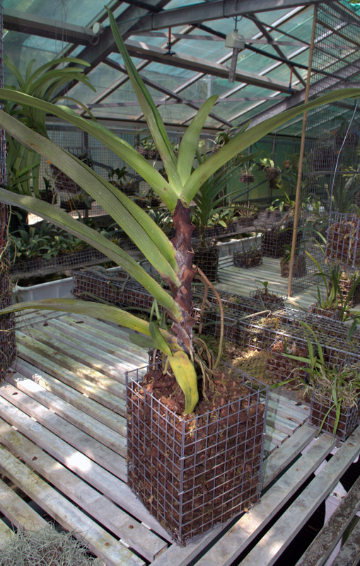 Angraecum superbum