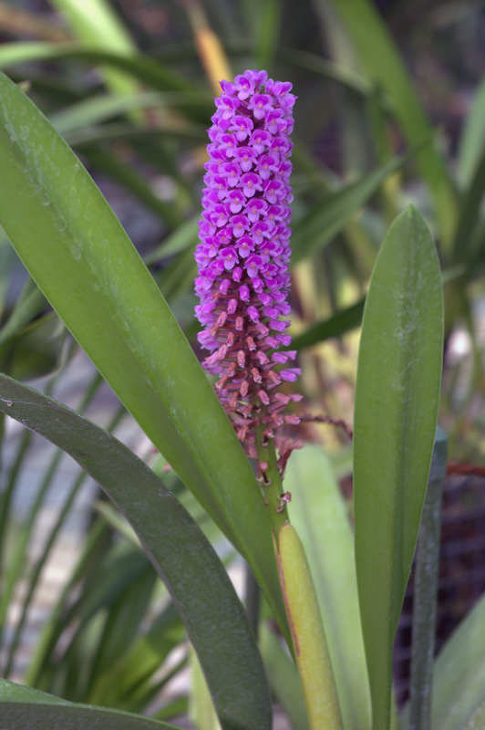 Arpophyllum giganteum