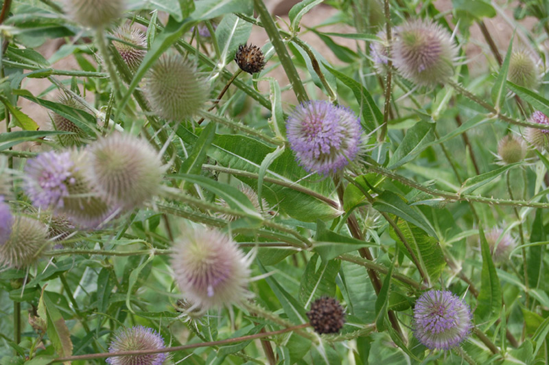 Cardère sauvage, Cabaret des oiseaux