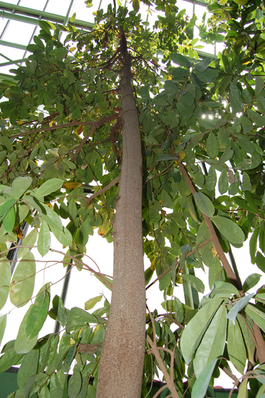 Corossolier, Cachiman épineux