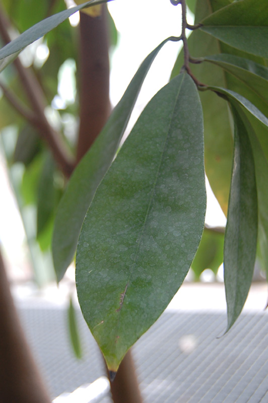 Corossolier, Cachiman épineux