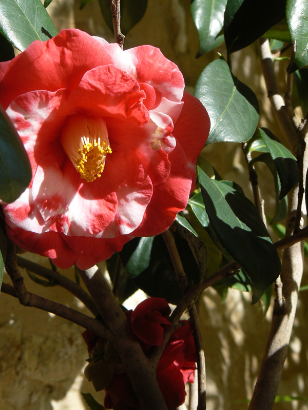 Camélia du Japon