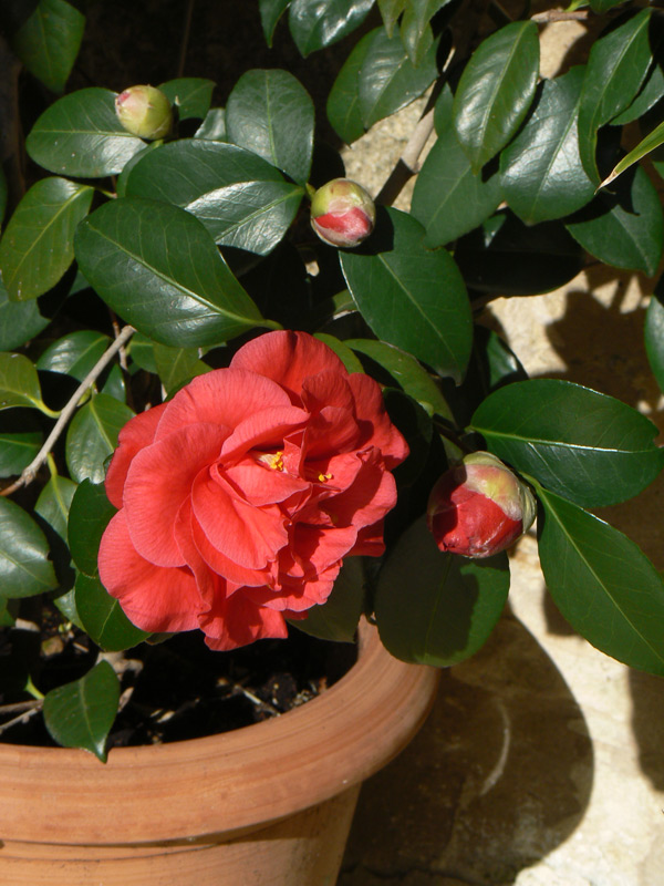 Camélia du Japon
