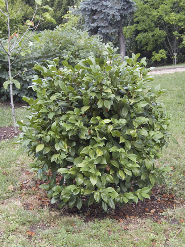 Camélia du Japon 'Nuccio's Cameo'