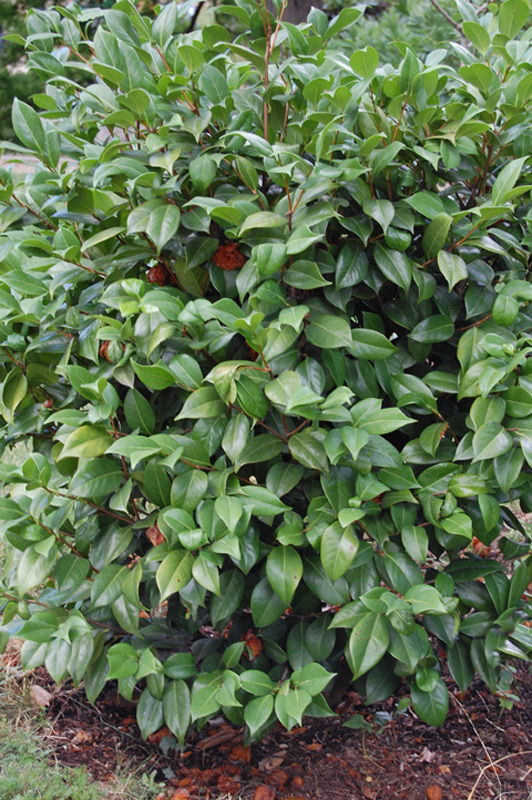 Camélia du Japon 'Nuccio's Cameo'