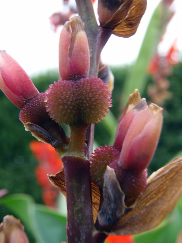 Canna ‘Marabout’, Balisier rouge
