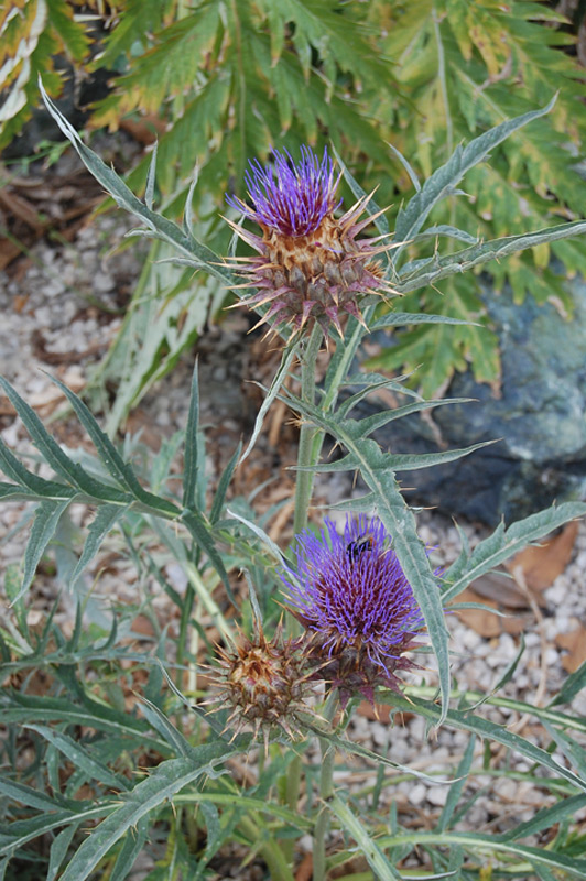 Cardon, Charderonnette