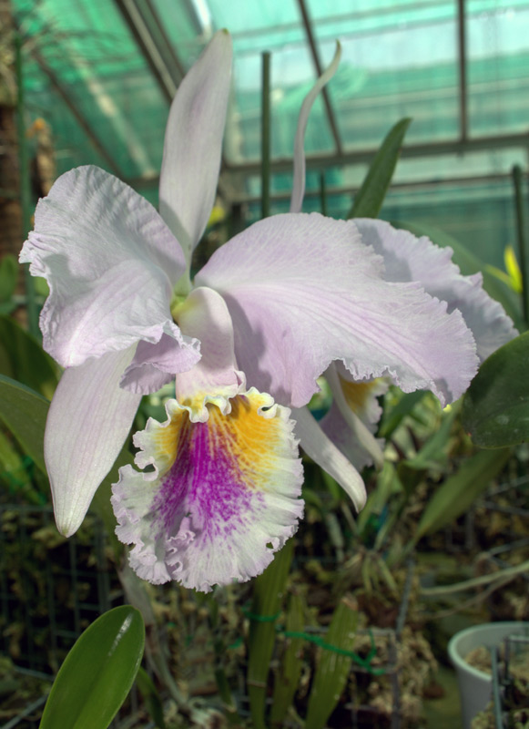 Cattleya lueddemaniana