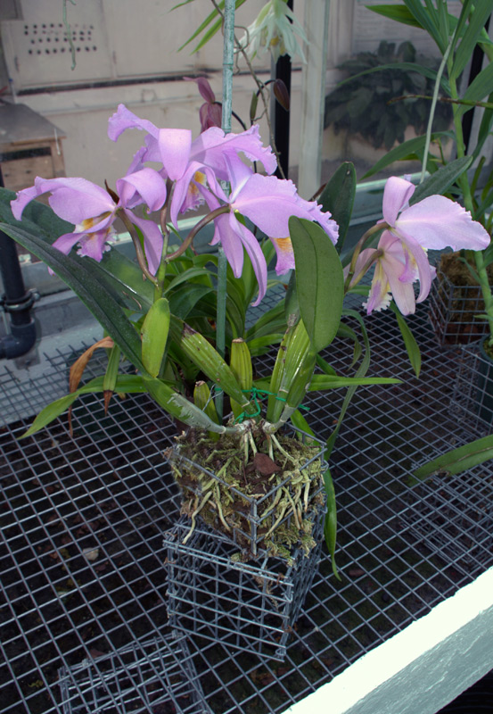 Cattleya mossiae