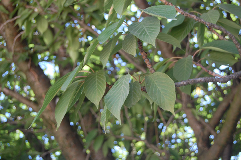 Cerisier du Japon 'Kanzan', Cerisier à fleurs japonais 'Kanzan'