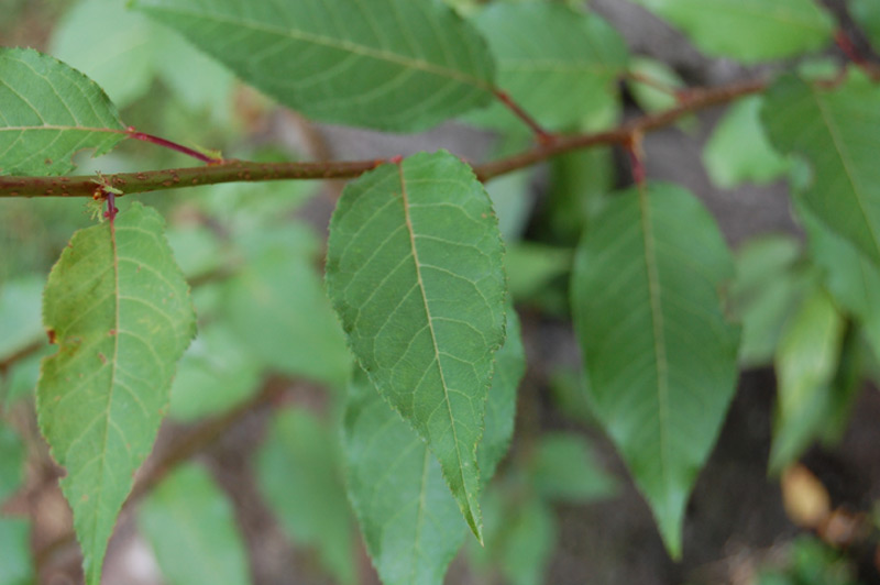 Cerisier du Japon à fleurs doubles