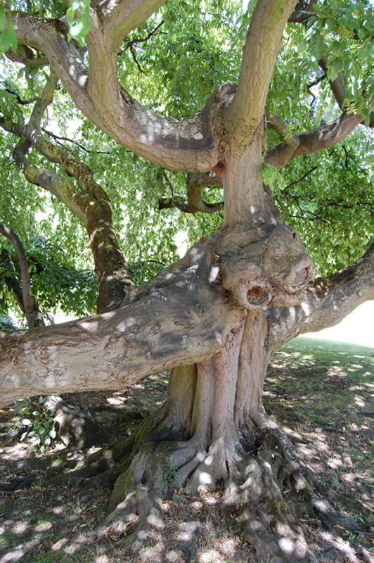Charme pleureur 'Pendula'