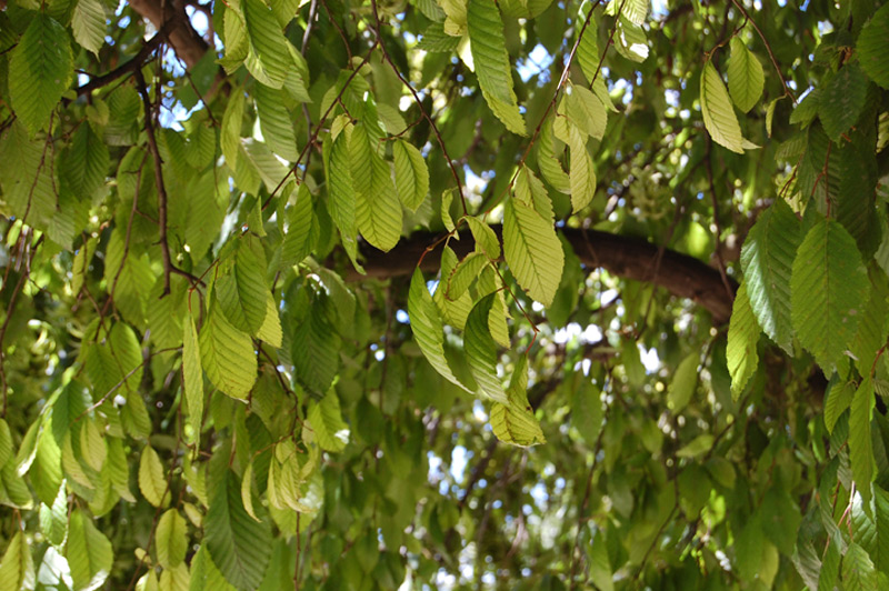 Charme pleureur 'Pendula'