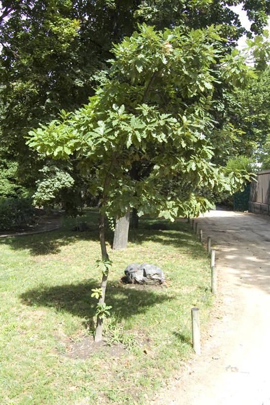 Chêne sessile, Chêne rouvre, Chêne à trochets, Chêne des pierriers, Chêne noir drille
