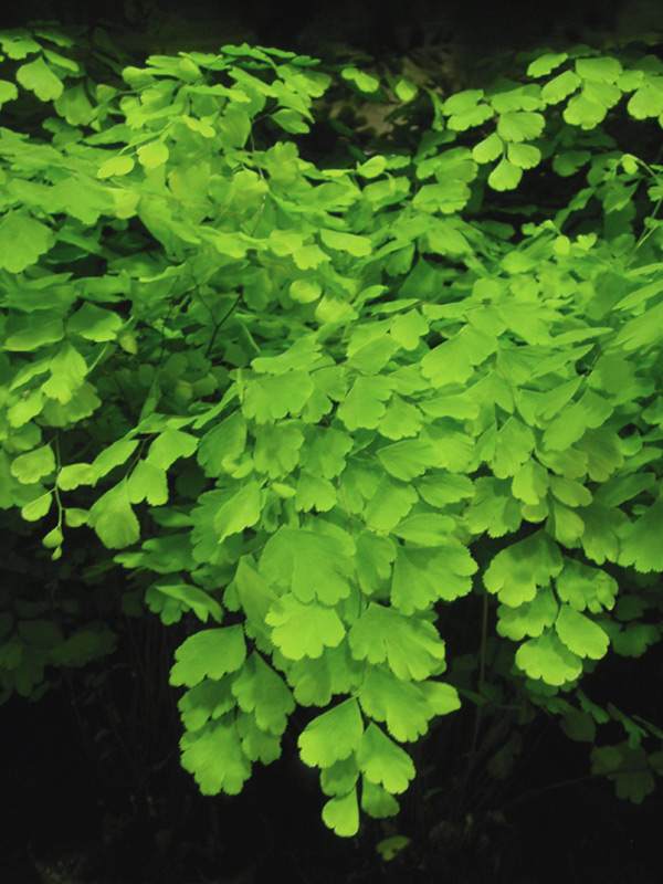 Capillaire, Cheveux de Vénus