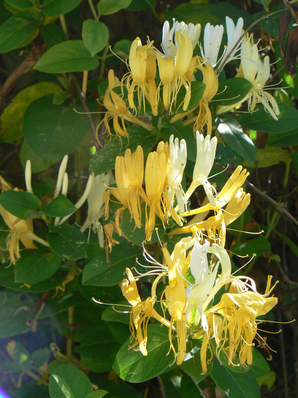 Chèvrefeuille du Japon