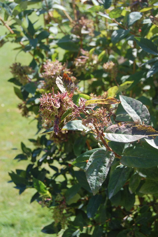 Chèvrefeuille de Tartarie 'Arnold Red'