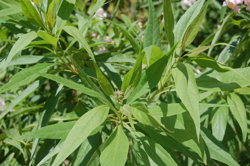 Chitalpa de Tashkent