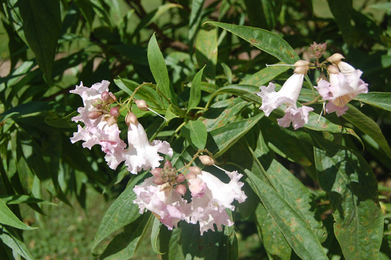 Chitalpa de Tashkent