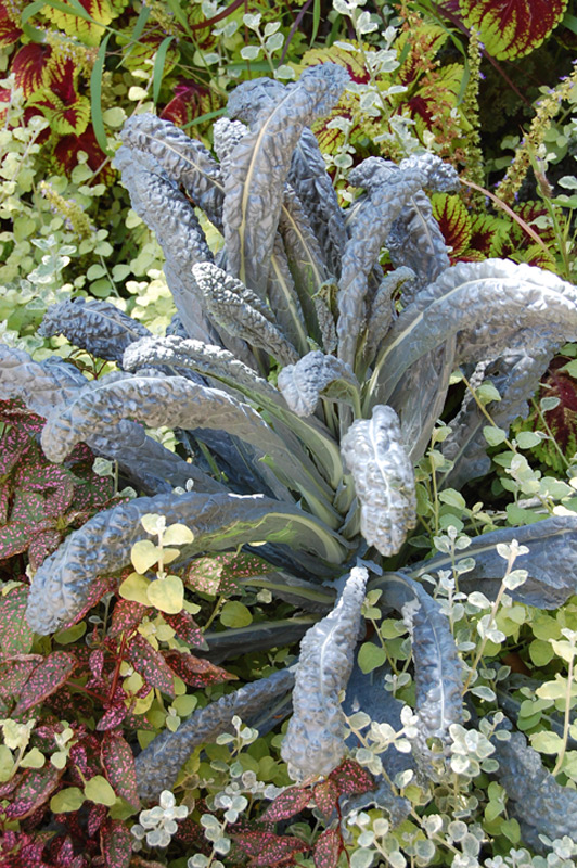 Chou palmier "Noir de Toscane"