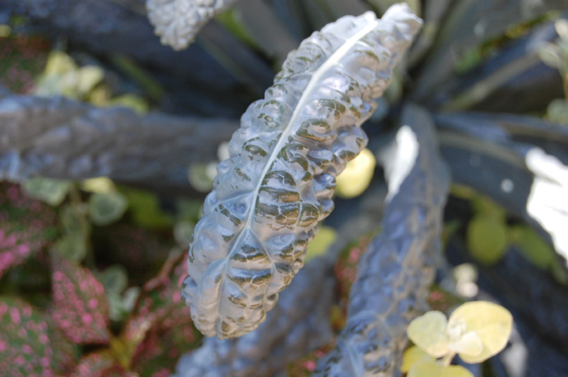 Chou palmier "Noir de Toscane"