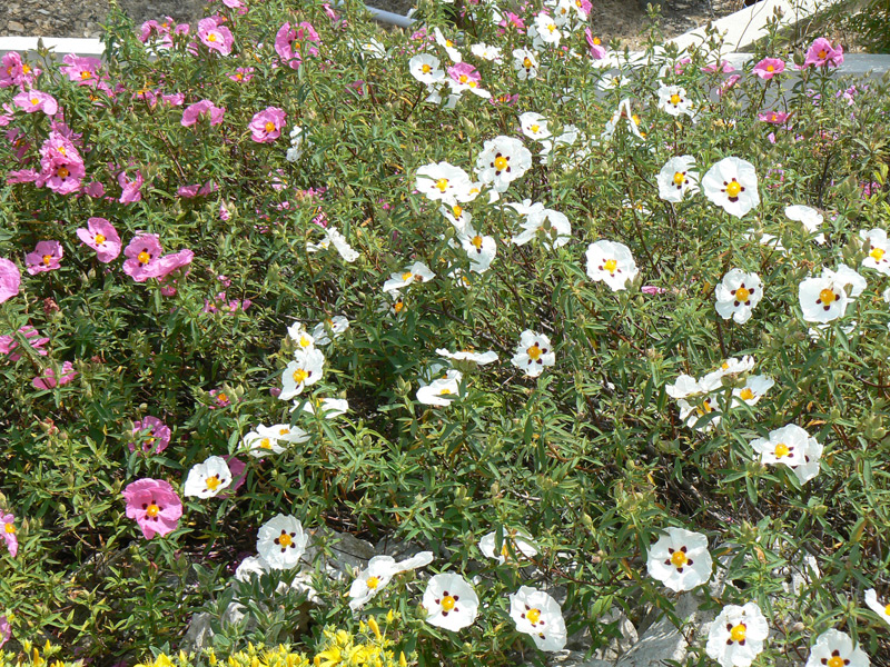 Cistus à gomme