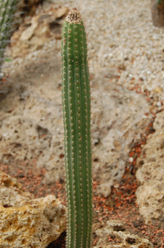 Cleistocactus laniceps