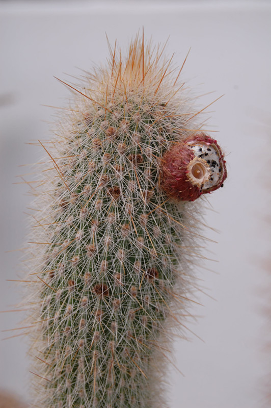 Cactus cierge