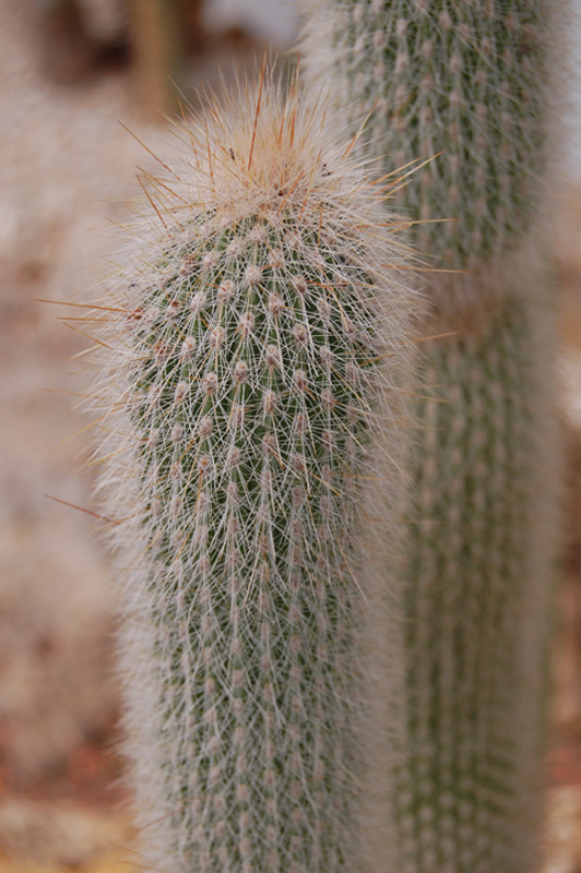 Cleistocactus strausii