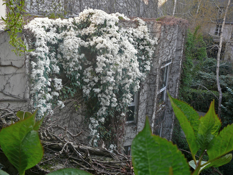 Clématite d'Armand 'Apple Blossom'