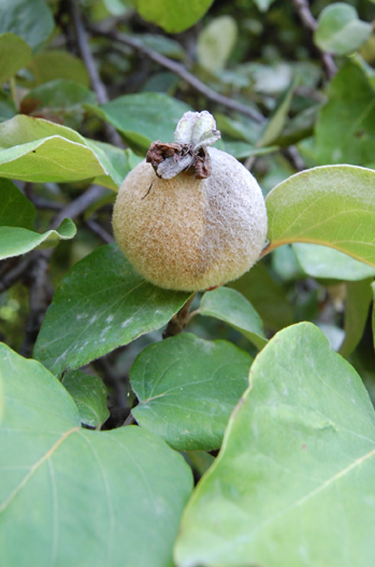 Cognassier commun, Cognassier géant de Vranja