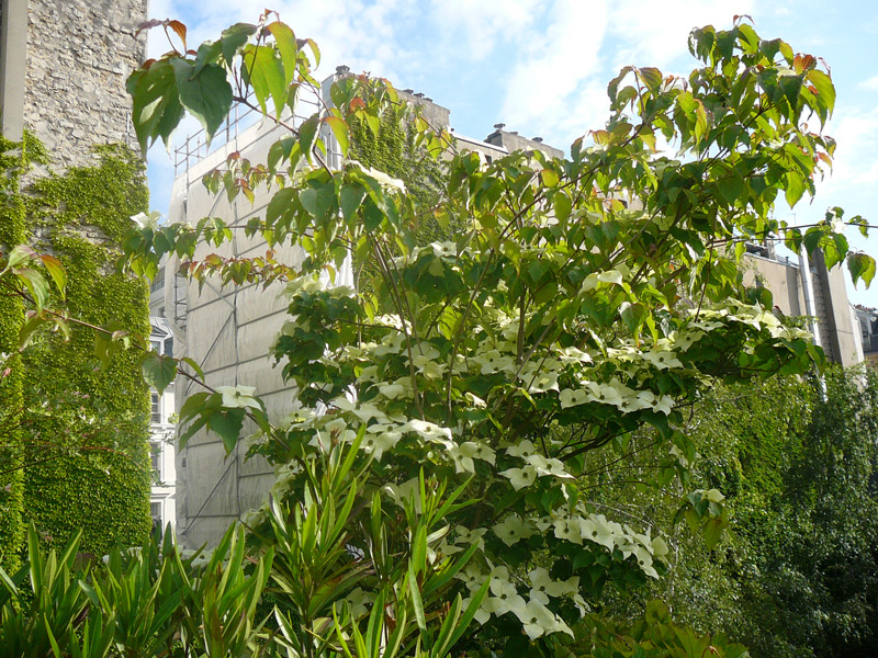 Cornouiller du Pacifique