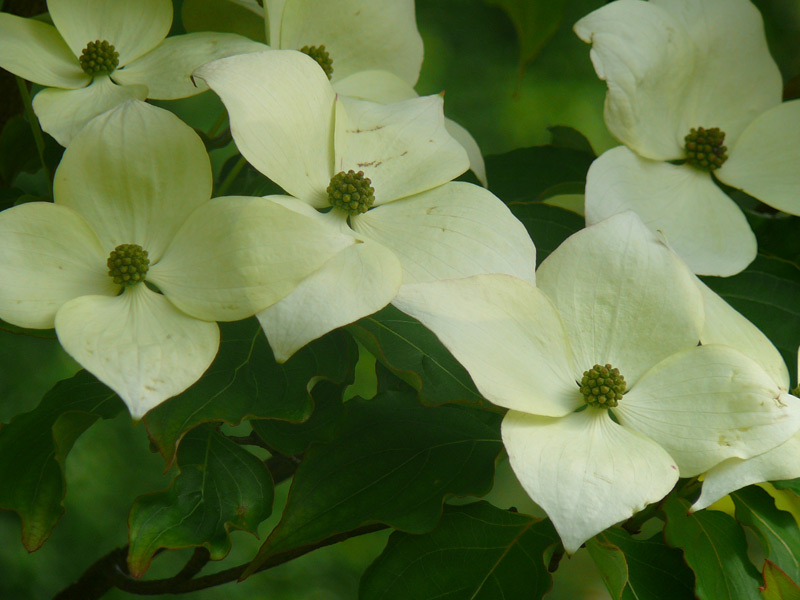 Cornouiller du Pacifique