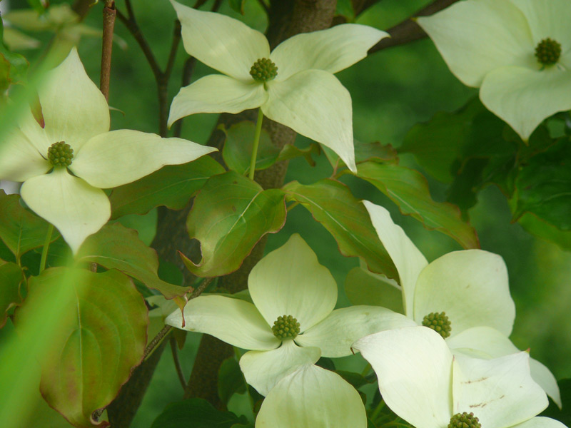 Cornouiller du Pacifique