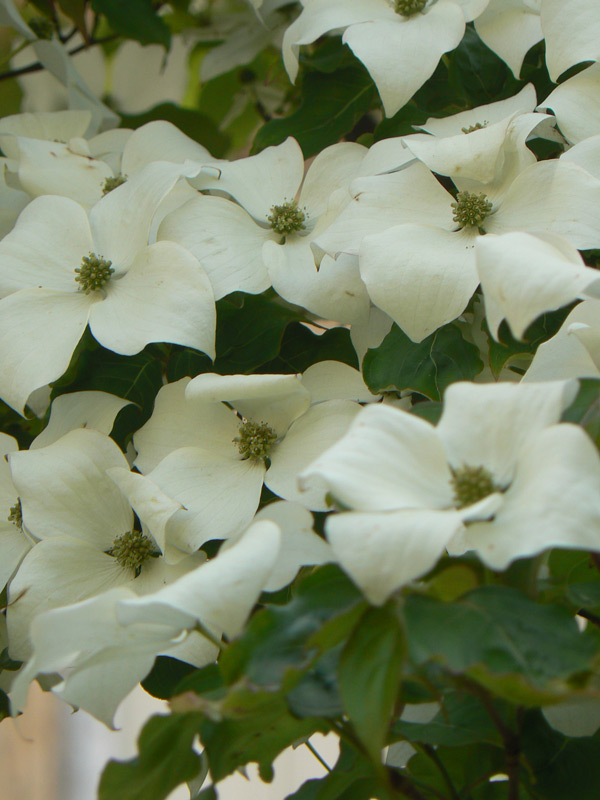 Cornouiller du Pacifique
