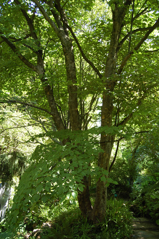 Cornouiller à fleurs