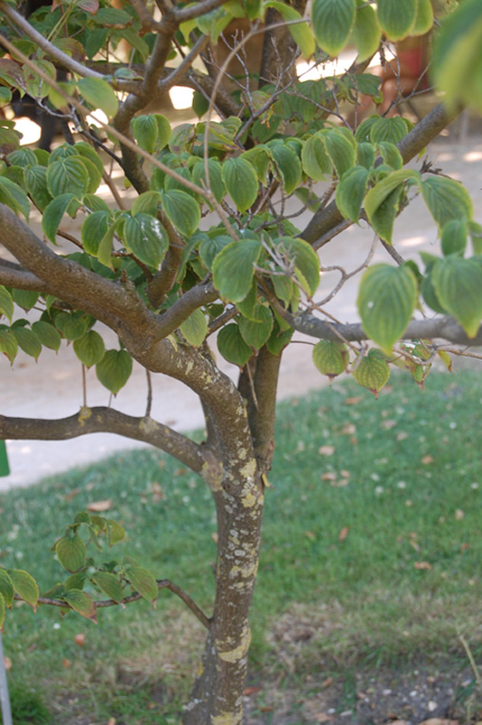 Cornouiller à fleurs de Chine