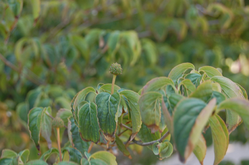 Cornouiller à fleurs de Chine
