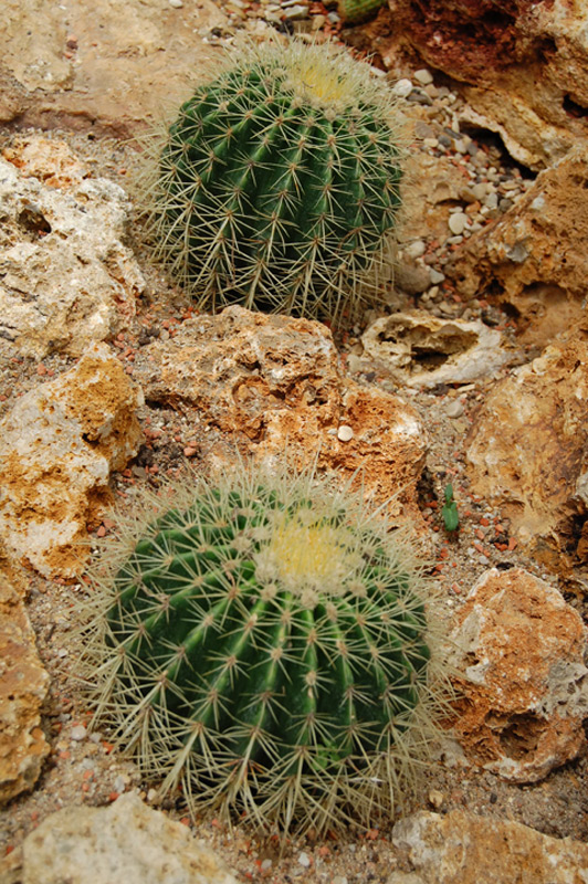 Cactus de Gruson, Coussin de belle-mère