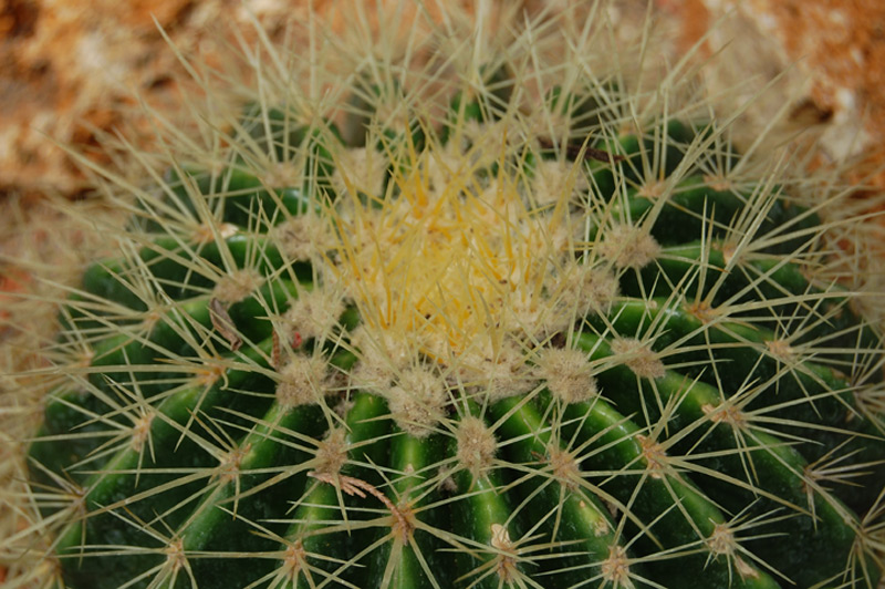 Cactus de Gruson, Coussin de belle-mère