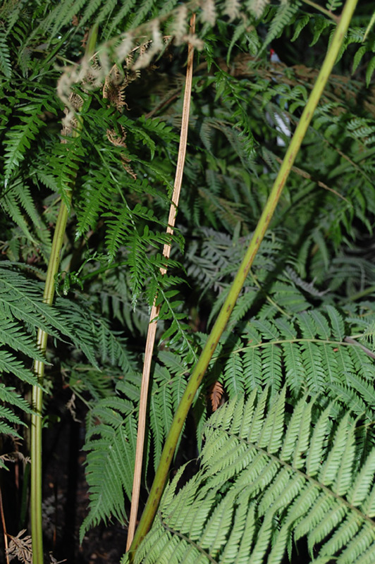 Cyathée de Cooper, Fougère arborescente