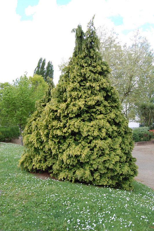 Cyprès de Lawson 'Golden Wonder'